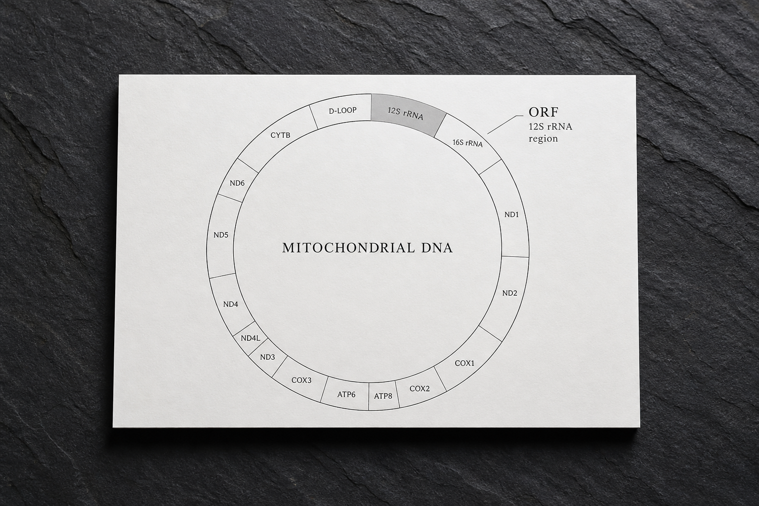 Circular mitochondrial DNA diagram with a short open reading frame highlighted on a white card