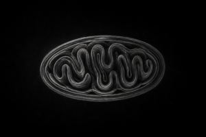 Grayscale mitochondrion illustration on black, scientific still