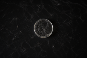 Laboratory dish with pale filamentous material on charcoal, research still life